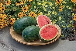 Burpee Mama's Girl Watermelon Seeds 25 seeds