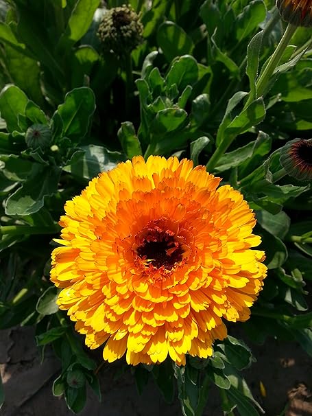 Calendula Petals Dried Herb 1 Oz 100 Natural No Additives Amazon Ca Patio Lawn Garden