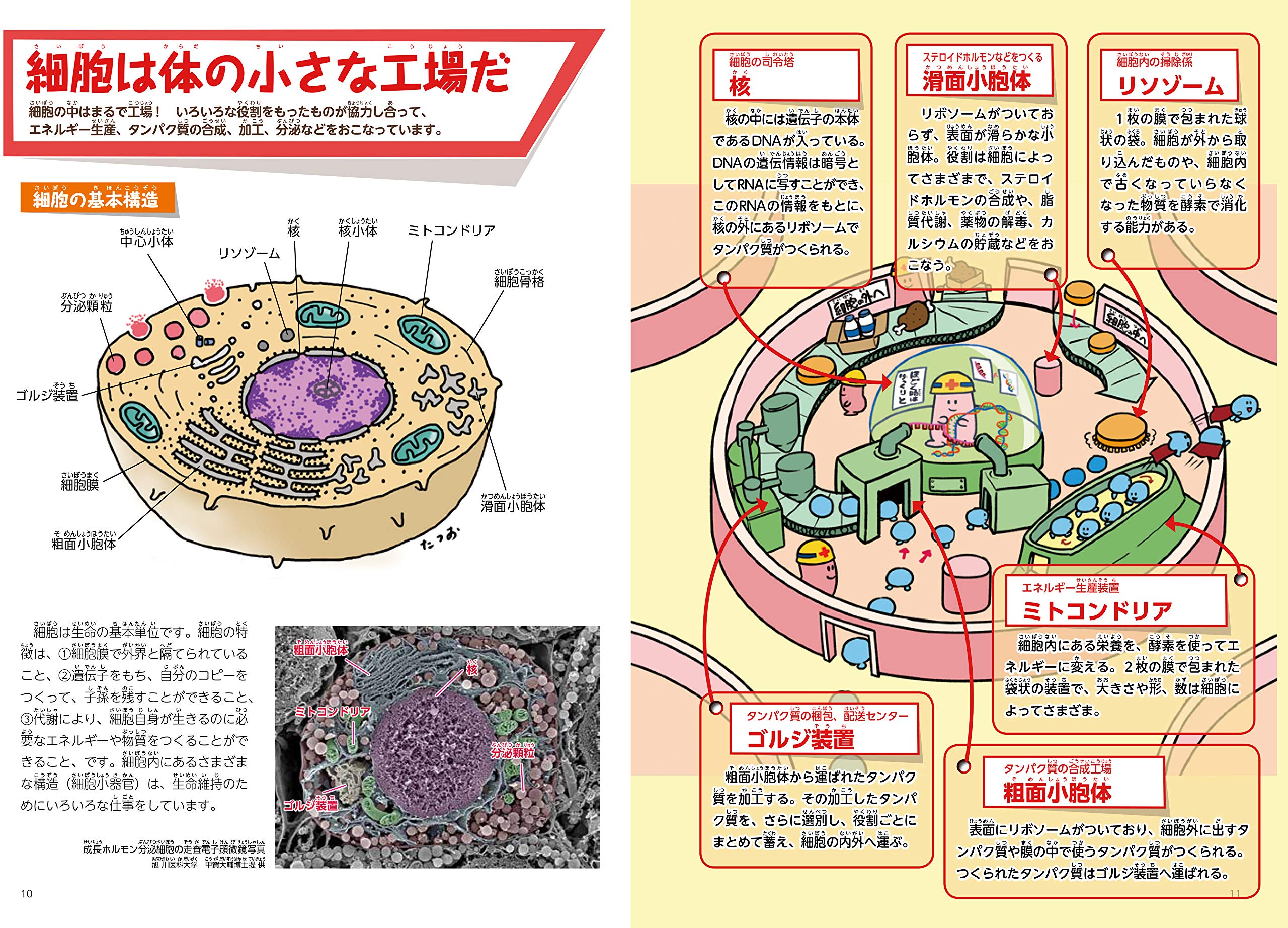 ヒトの細胞 ずかん 牛木 辰男 本 通販 Amazon