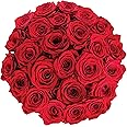 Mother's Day Gift, Colour Republic Fresh Cut Premium Ecuadorian Red Roses, 25 Fresh Flowers