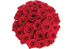 Colour Republic Fresh Cut Premium Ecuadorian Red Roses, 25 Fresh Flowers