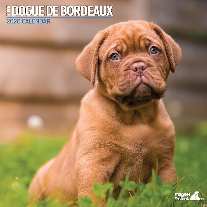Dogue De Bordeaux Traditional 2020 Calendar: Amazon.co.uk: Office Products