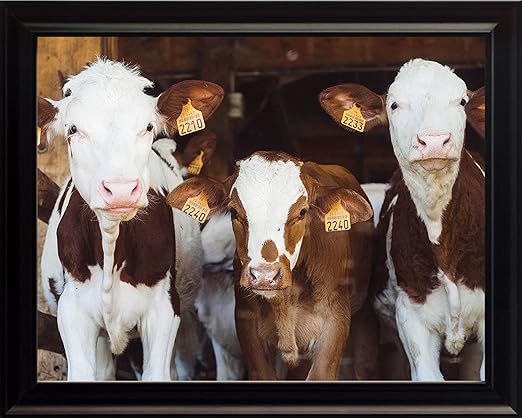 Amazon Com Wesellphotos Dairy Cows On Pasture Farm Bull Cattle