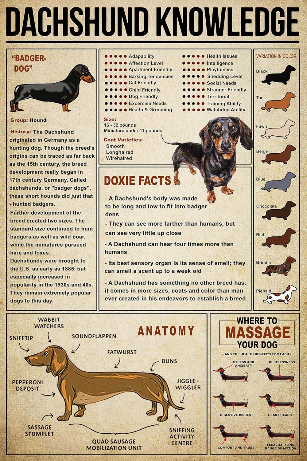 dachshund intelligence