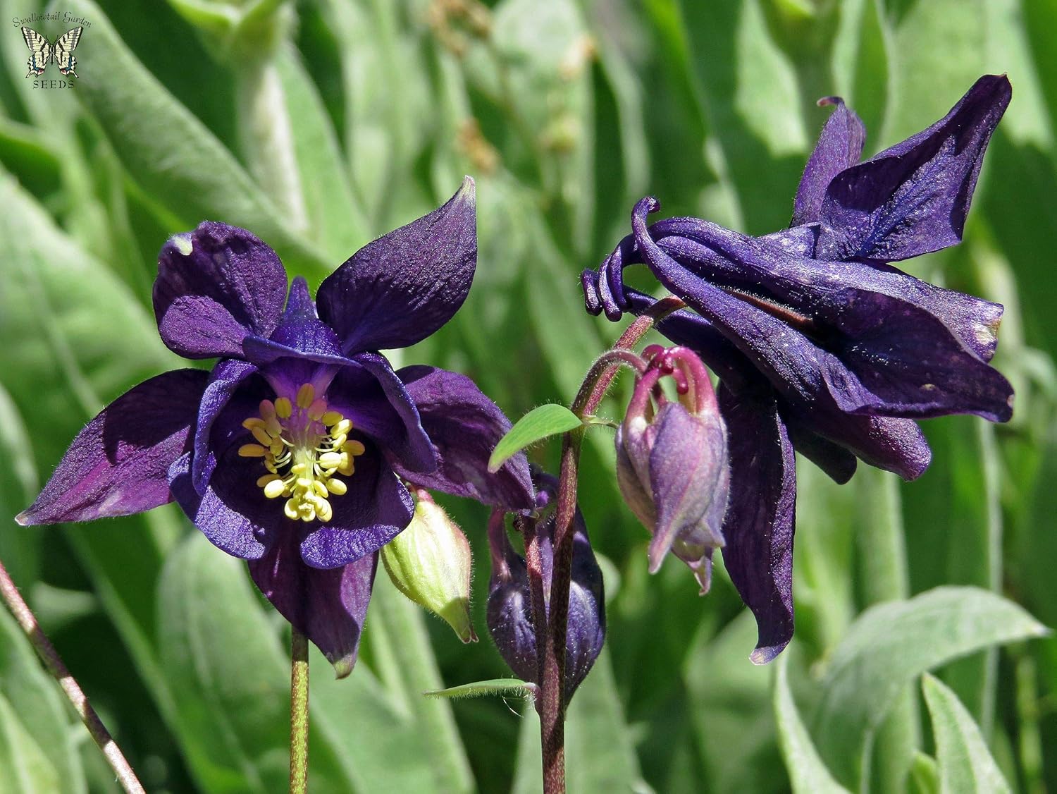 Columbine SẸẸDS for Plạnting Deep Purple Columbine