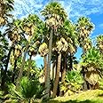 TomorrowSeeds - Giant California Palm Tree Seeds - 30+ Count - for 2025 Planting Washingtonia Filifera Tall Mexican Desert Springs Tropical Perennial Trees Perennial Grow Your Own Home Farm Patio
