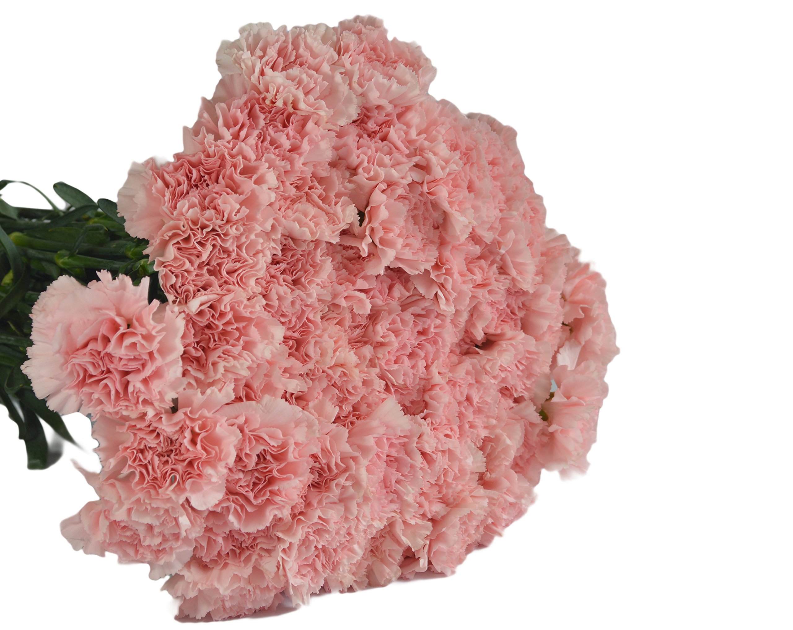 Farm2Door Wholesale Carnations 75 Stems of Fancy White