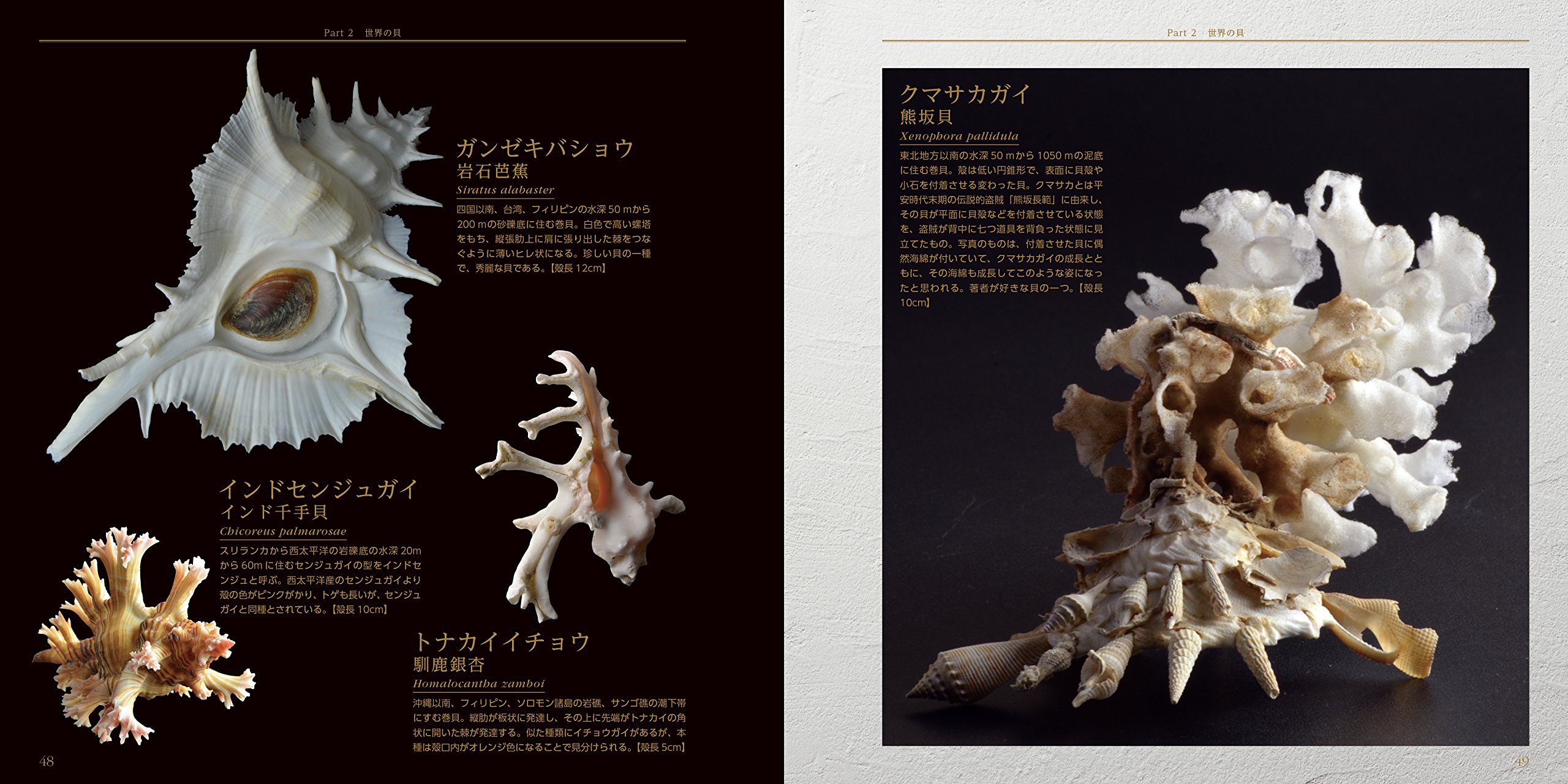 The Shell 綺麗で希少な貝類コレクション303 真鶴町立遠藤貝類博物館 著 本 通販 Amazon