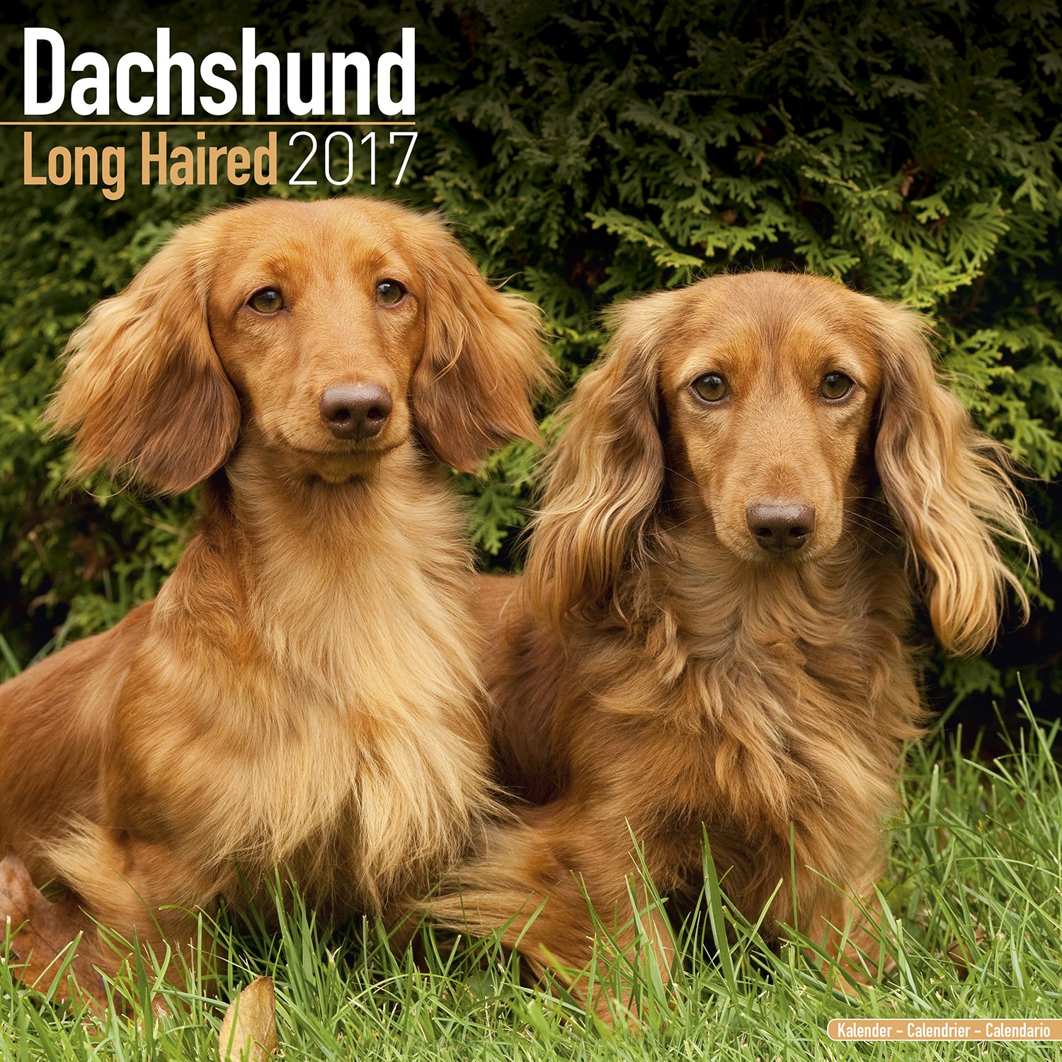 Long Haired Dachshund Calendar 2017 Long Hair Wirehaired Dog