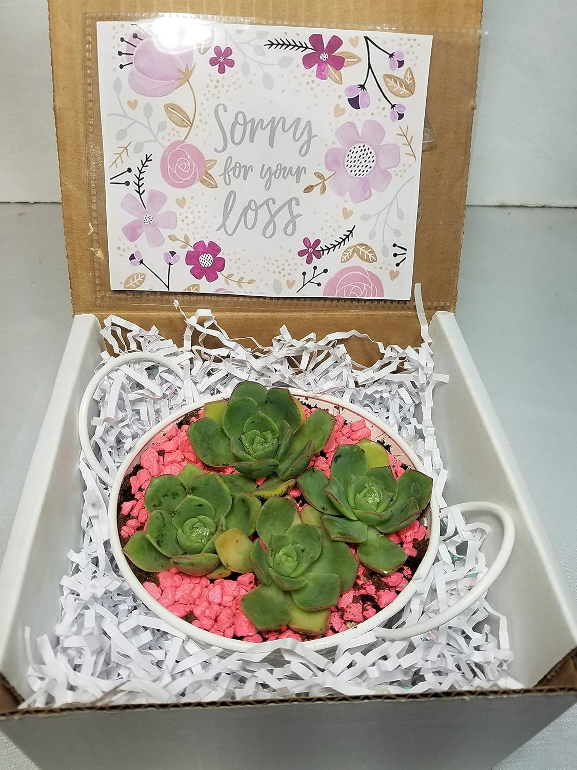 Ferns Grasses Bamboo Home Living Gifts Thinking Of You Gift Xba3 You Are Not Alone Sorry For Your Loss Free Shipping Succulent Gift Box Sympathy Gift Ferns Grasses Bamboo Home Living Gifts Thinking Of You Gift Xba3 You Are Not Alone Sorry For Your Loss Free Shipping Succulent Gift Box Sympathy Gift