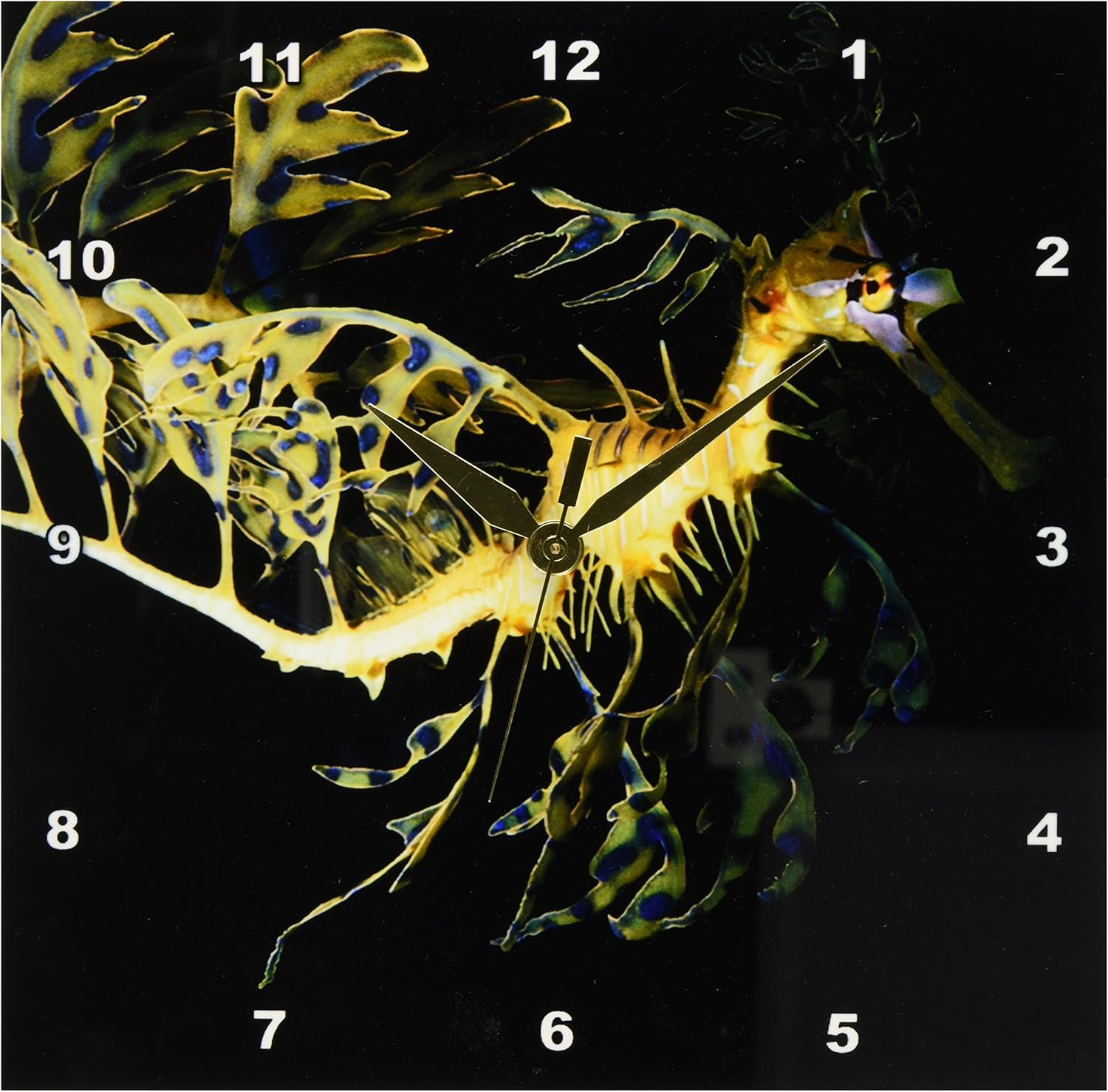 Amazon Com 3drose Dpp 9950 1 Wall Clock Leafy Sea Dragon
