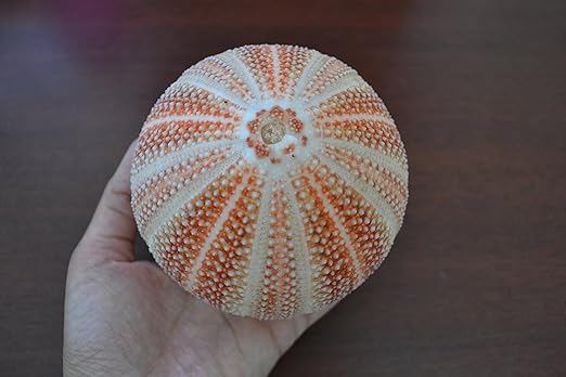 Amazon Com Orange Cornish English Very Large Sea Urchin Beach
