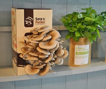SETAS POCKET - Kit de SETAS AUTOCULTIVO - Cultivar setas en casa ...