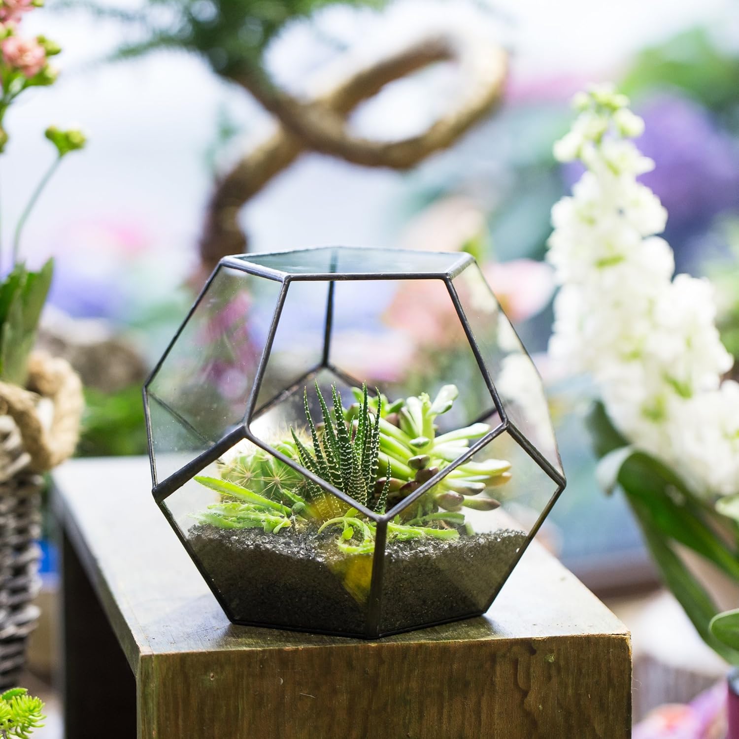 Black Glass Geometric Terrarium Container Modern Tabletop Window Sill Decor Flower Pot Balcony Planter Diy Display Box for Succulent Fern Moss Air Plants Miniature Fairy Garden Gift (No Plants): Garden & Outdoor