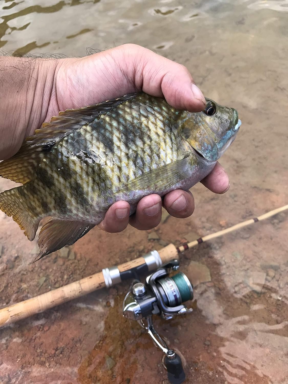 bamboo fishing pole amazon