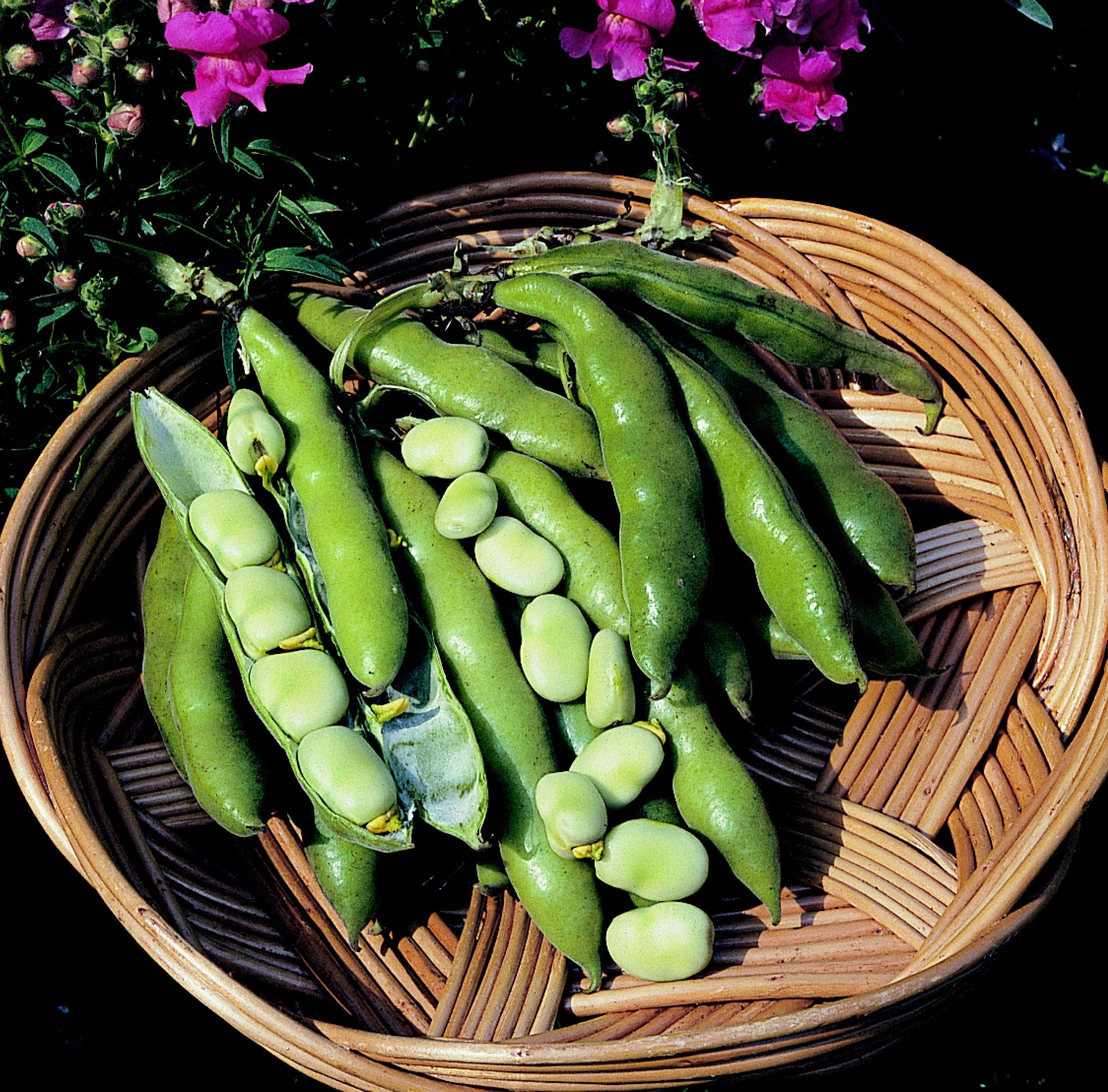 PREMIER SEEDS DIRECT - Dwarf Broad Bean - Sutton Dwarf - 75 Grams