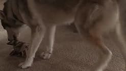 kong ballistic squirrel