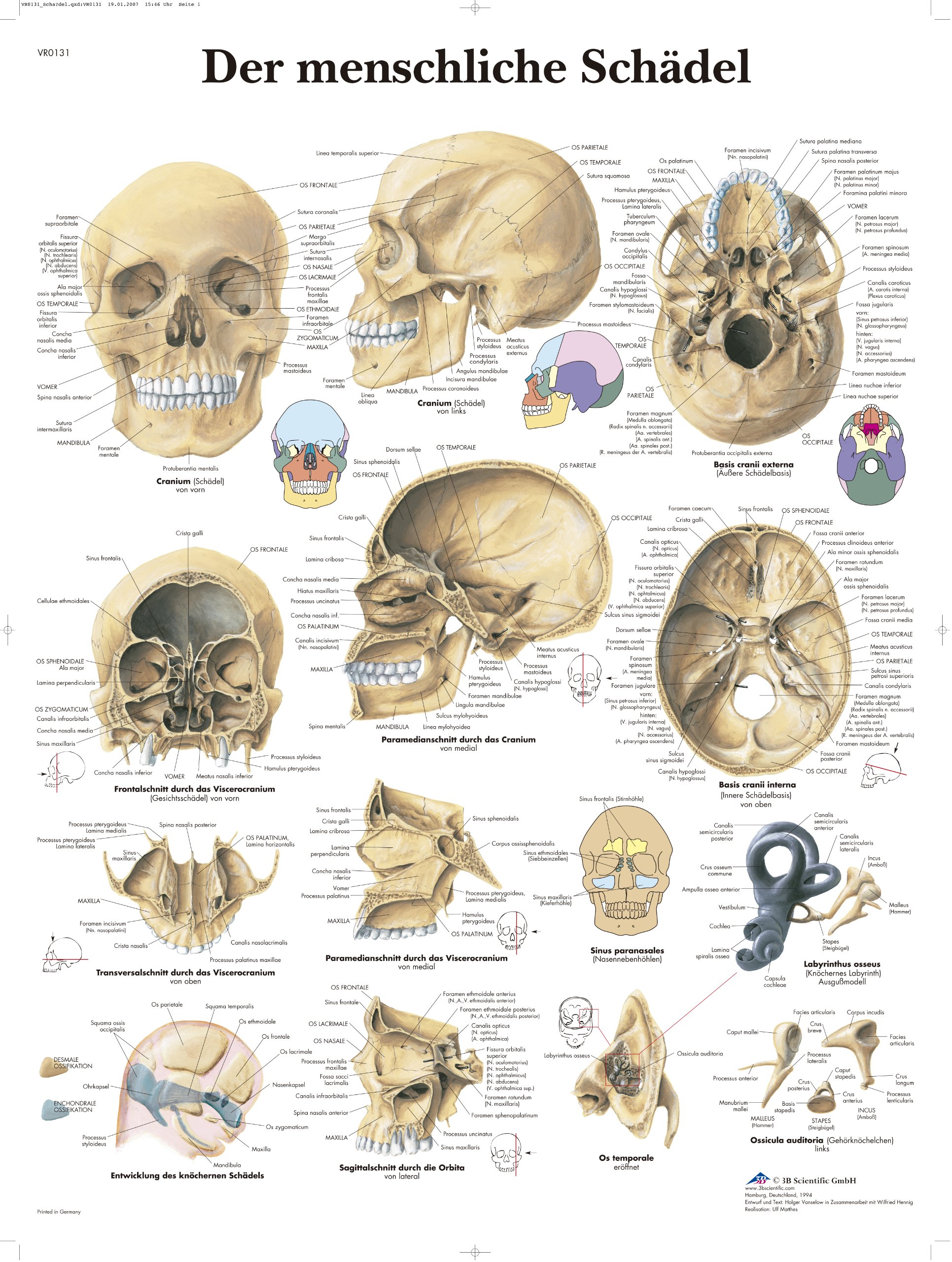 3B Scientific VR0131L Laminated Chart - “Der Menschliche Schädel” (The Human Skull) [German Language]
