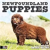 RED EMBER Newfoundland Puppies 2026 Wall Calendar 12 Month | 12" x 24" Open | Thick & Sturdy Paper | Holiday Gift | Cute Puppy Dog Calendar 2026