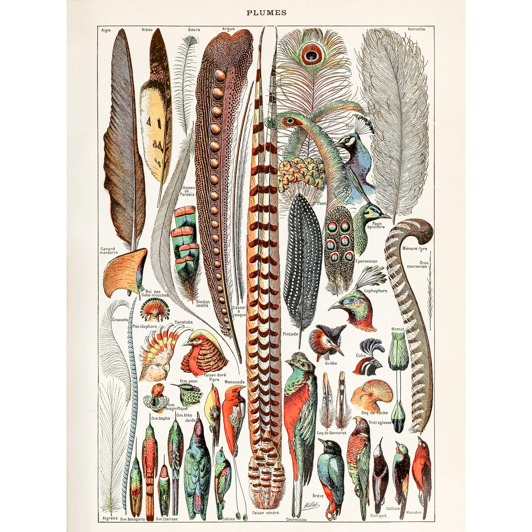 Artery8 Millot Encyclopedia Page Birds Feathers Plumage Large Wall Art Poster Print Thick Paper 18X24 Inch