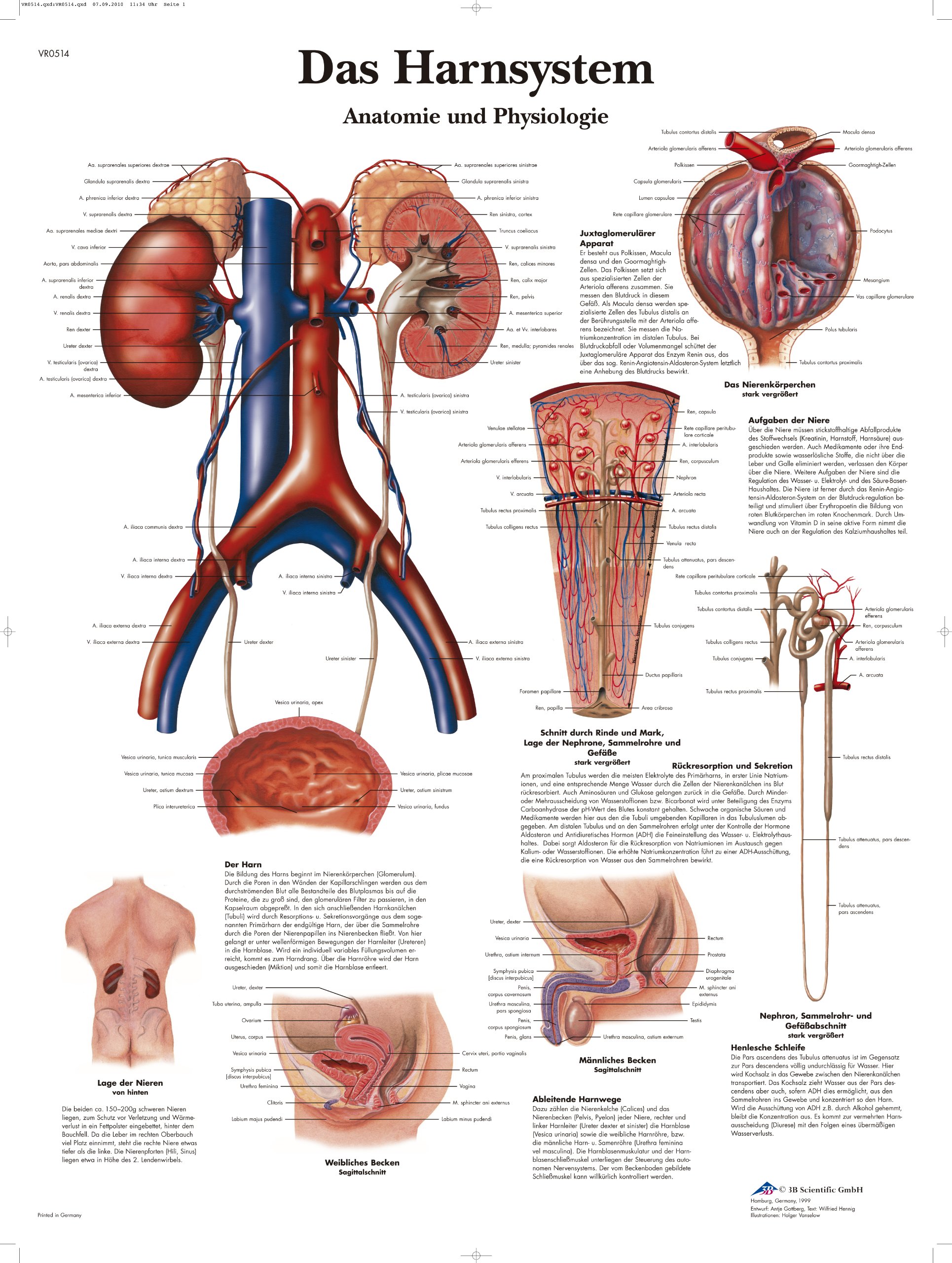 3B Scientific Chart Laminated The Urinary System Anatomy and Physiology, 1
