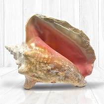Amazon.com - Tumbler Home Conch Shell, Imperfect Large Conch Shell ...