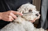 Mikki Doodles Stainless Steel Comb for Doodles Grooming Blue Grey view 6