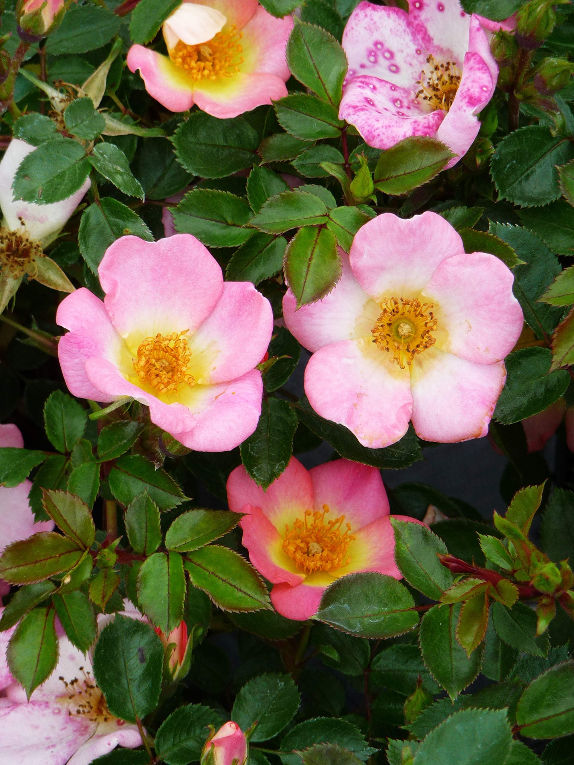 Rose Simply Sally (PRE Order) -Superb Birthday Plant & Flower Gifts for Mum,Mom,Women,Her,Grandma