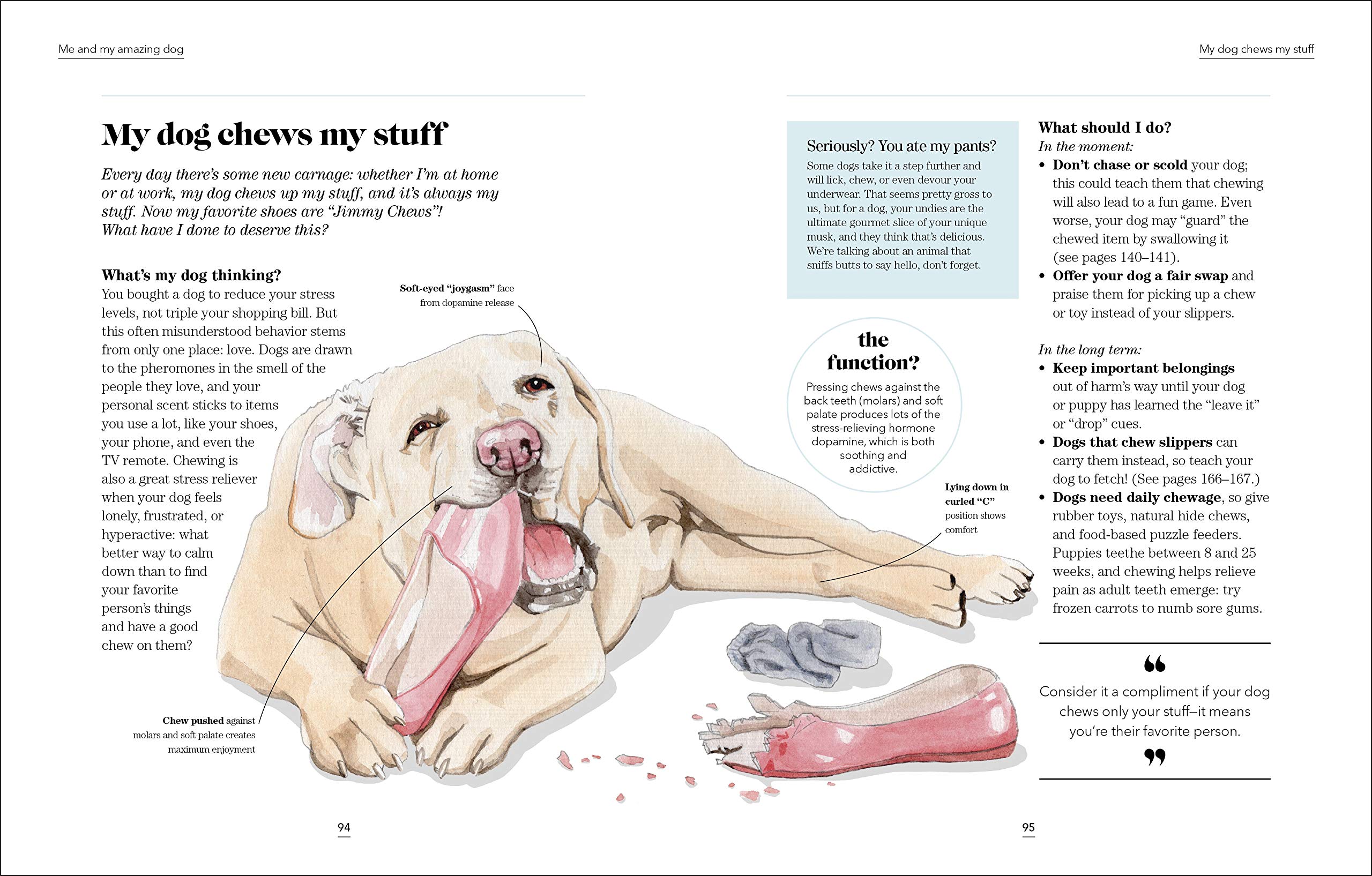 What S My Dog Thinking Understand Your Dog To Give Them A Happy Life Molloy Hannah 9781465499424 Amazon Com Books