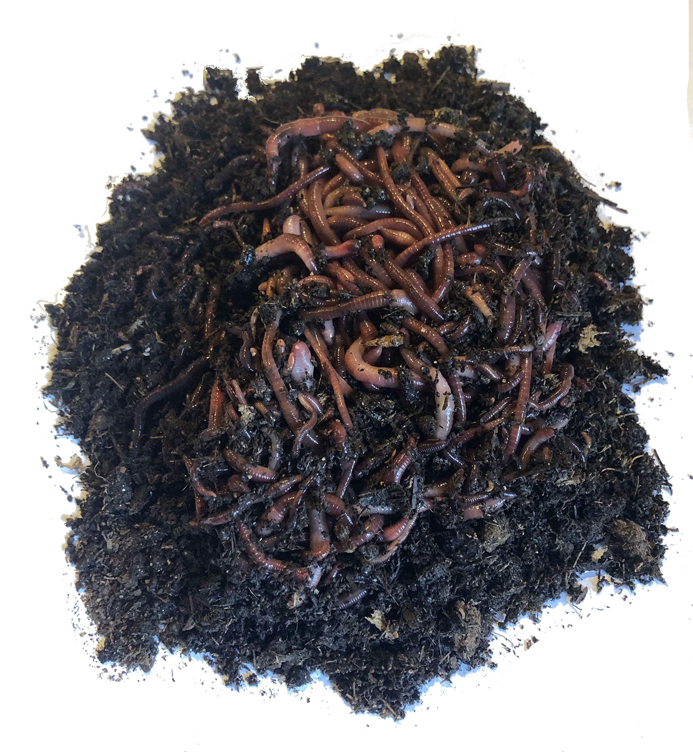 Nature's Little Recyclers 1,000+ Red Worms, Red Wigglers, Compost