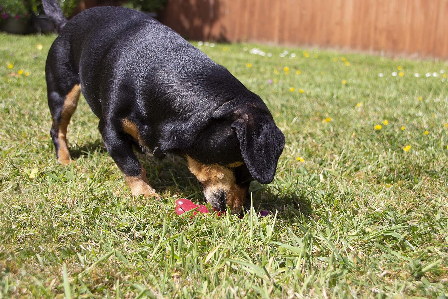 Rosewood BioSafe Puppy Bone, Hygienic Chew Toy for Puppies Antimicrobial, Soothes Teething, Mint Scented - Image 5