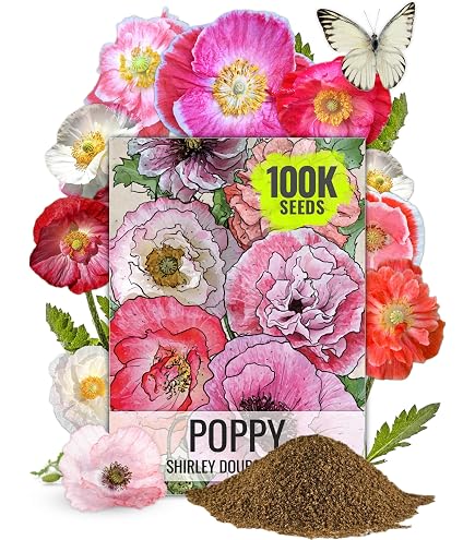 Cupcakes Blush Cosmos Seed - Etsy