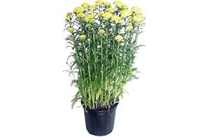 GREEN PROMISE FARMS Achillea 'Sunny Seduction' (Yarrow) Perennial, yellow flowers, #2 - Size Container