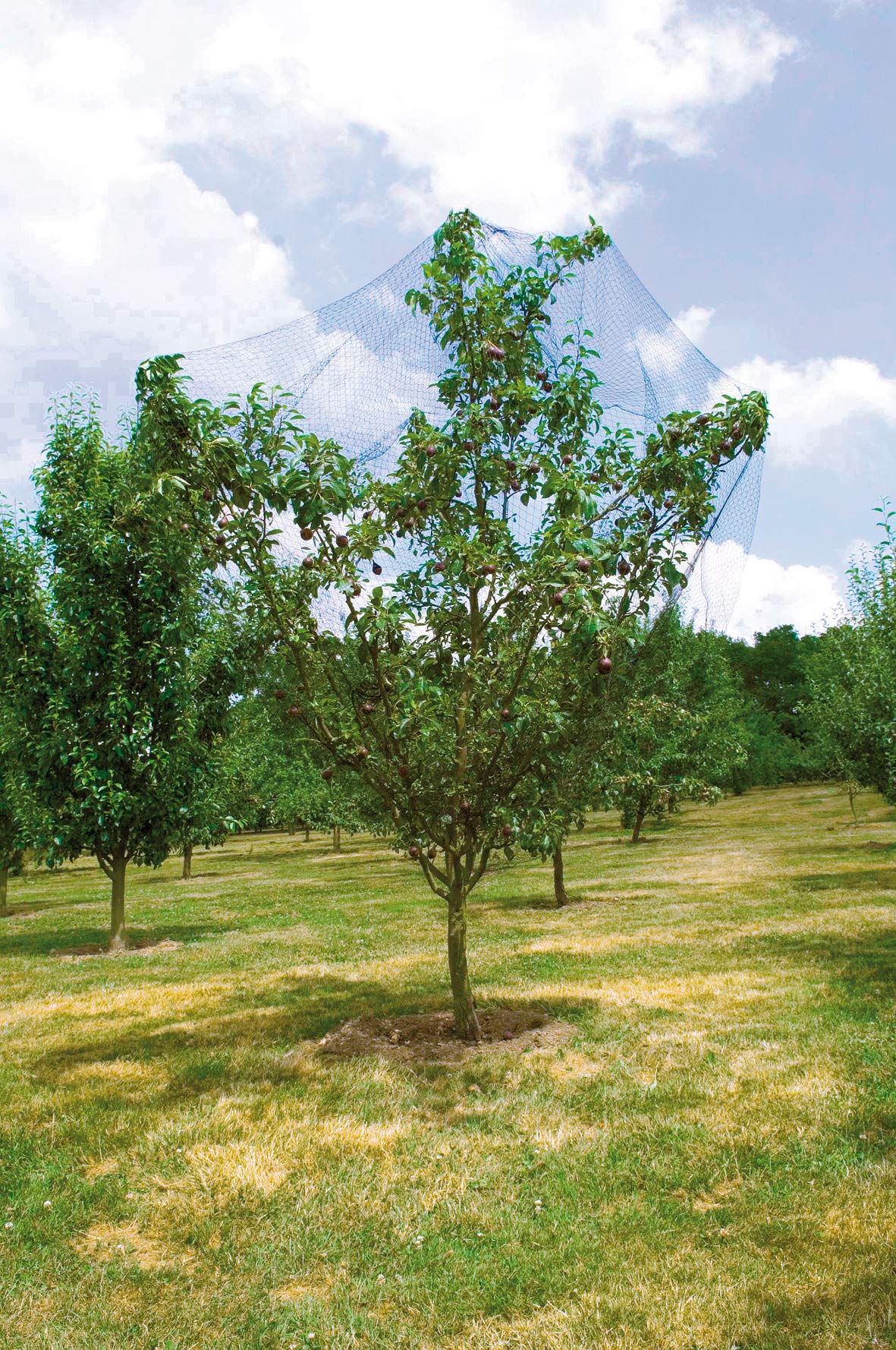 Vilmorin Polyethylene Bird Net 2 x 10 m VL Garden, Black