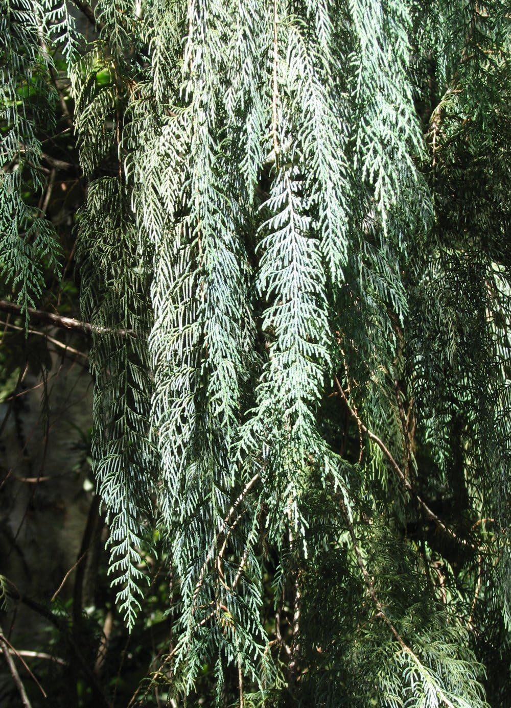 Amazon Com 1 Oz Seeds Approx 3100 Seeds Of Cupressus Darjeelingensis Cashmiriana Darjeeling Weeping Cypress Garden Outdoor