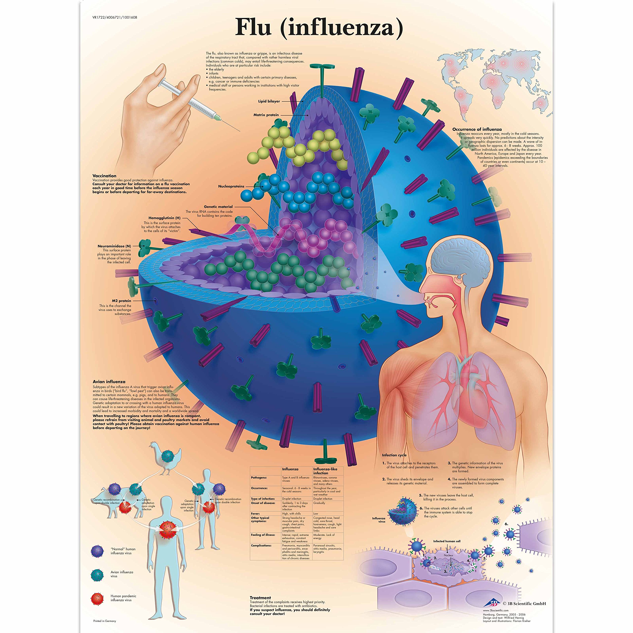 3B Scientific Human Anatomy - Flu Chart, Paper Version