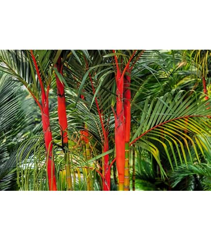 Cyrtostachys renda (palma roja): e información