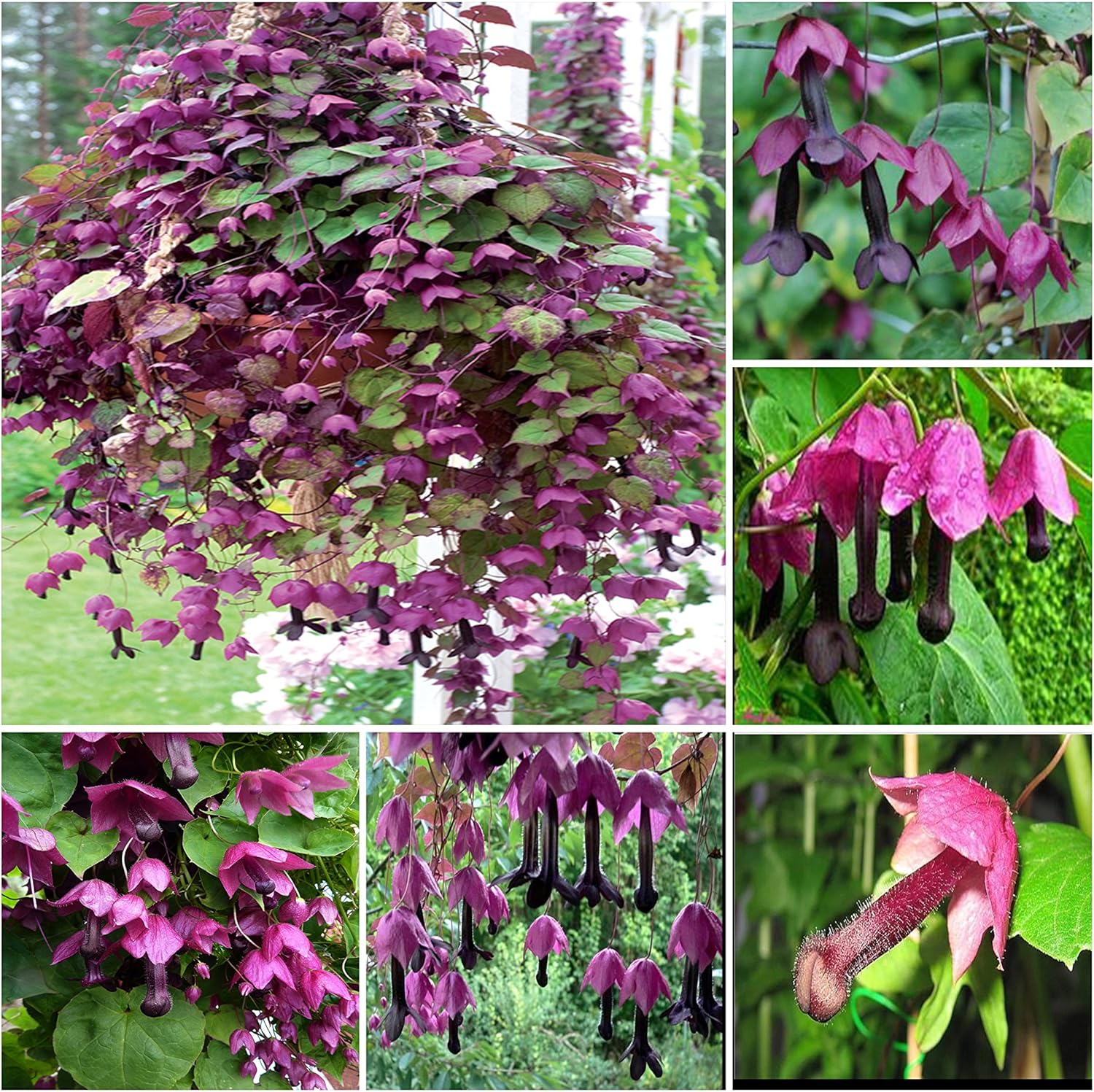 Purple Bell Vine 