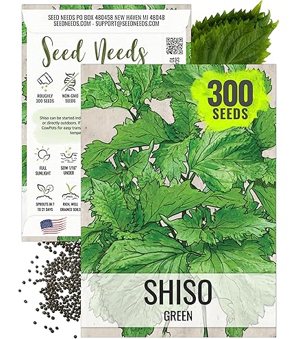 Shiso Coreano, Perilla Frutescens, ás De 200 Seillas, Barra De Sushi