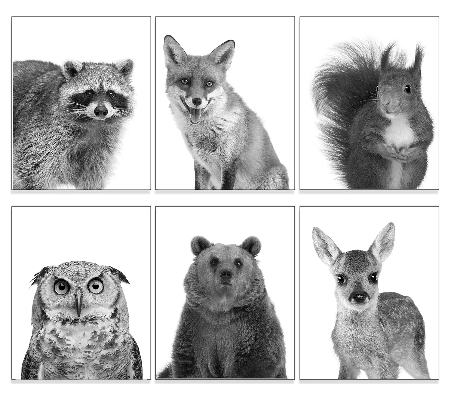 Amazon Com Black And White Forest Animal Art Print On White