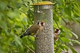 Peckish All Weather Sunflower Heart Metal Bird Feeder Large Blue Black view 3