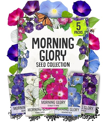 未開封　MORNING GLORY Synthetic 未使用】サバティカルモーニンググローリーシンセティック