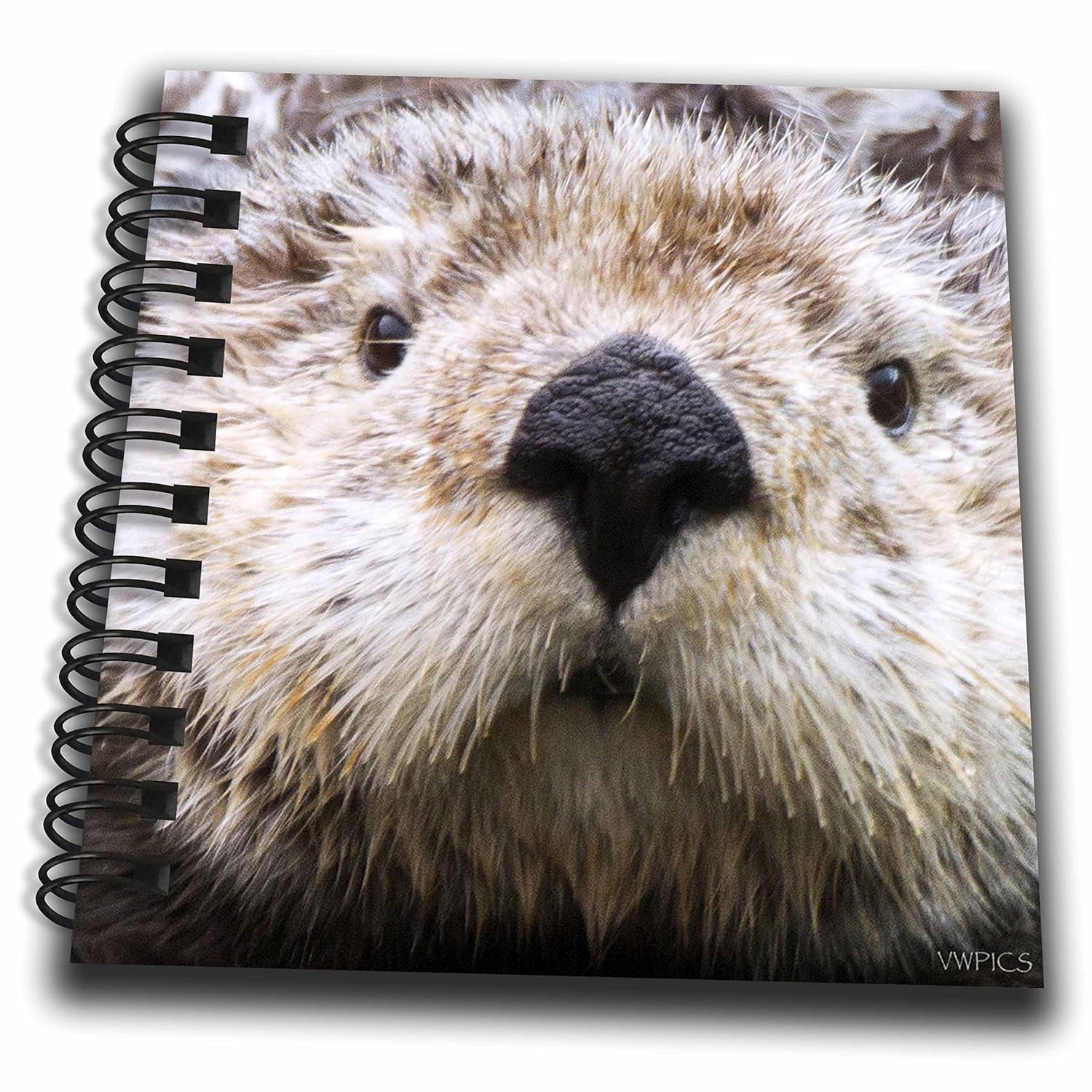 How To Draw A Sea Otter Face How To Draw A Sea Otter Face