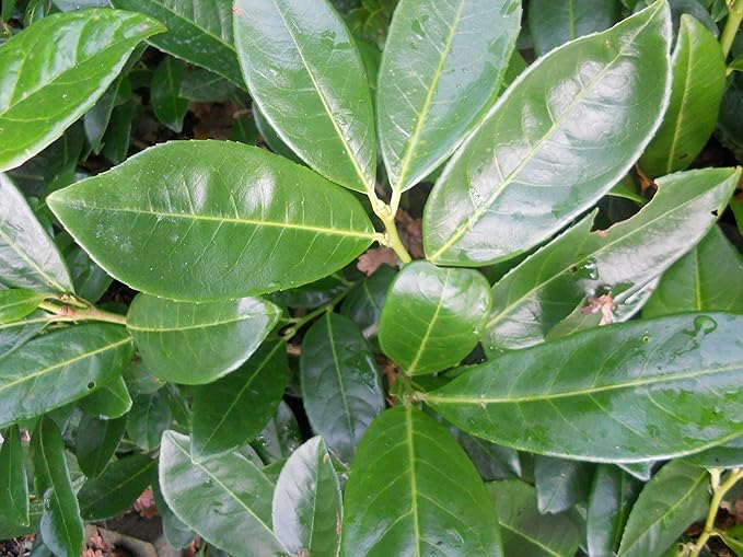 LOT of 20 LAUREL Plants Approx 40CM Tall in 9CM POTS Good Quality
