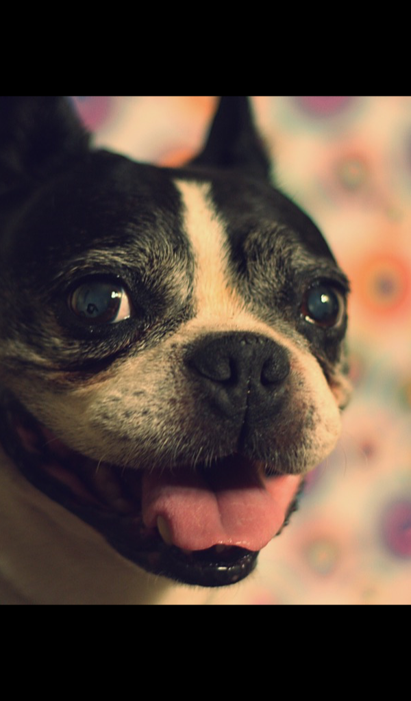 Amazon.com: Boston Terrier Wallpaper – HD Wallpapers of Boston Terrier