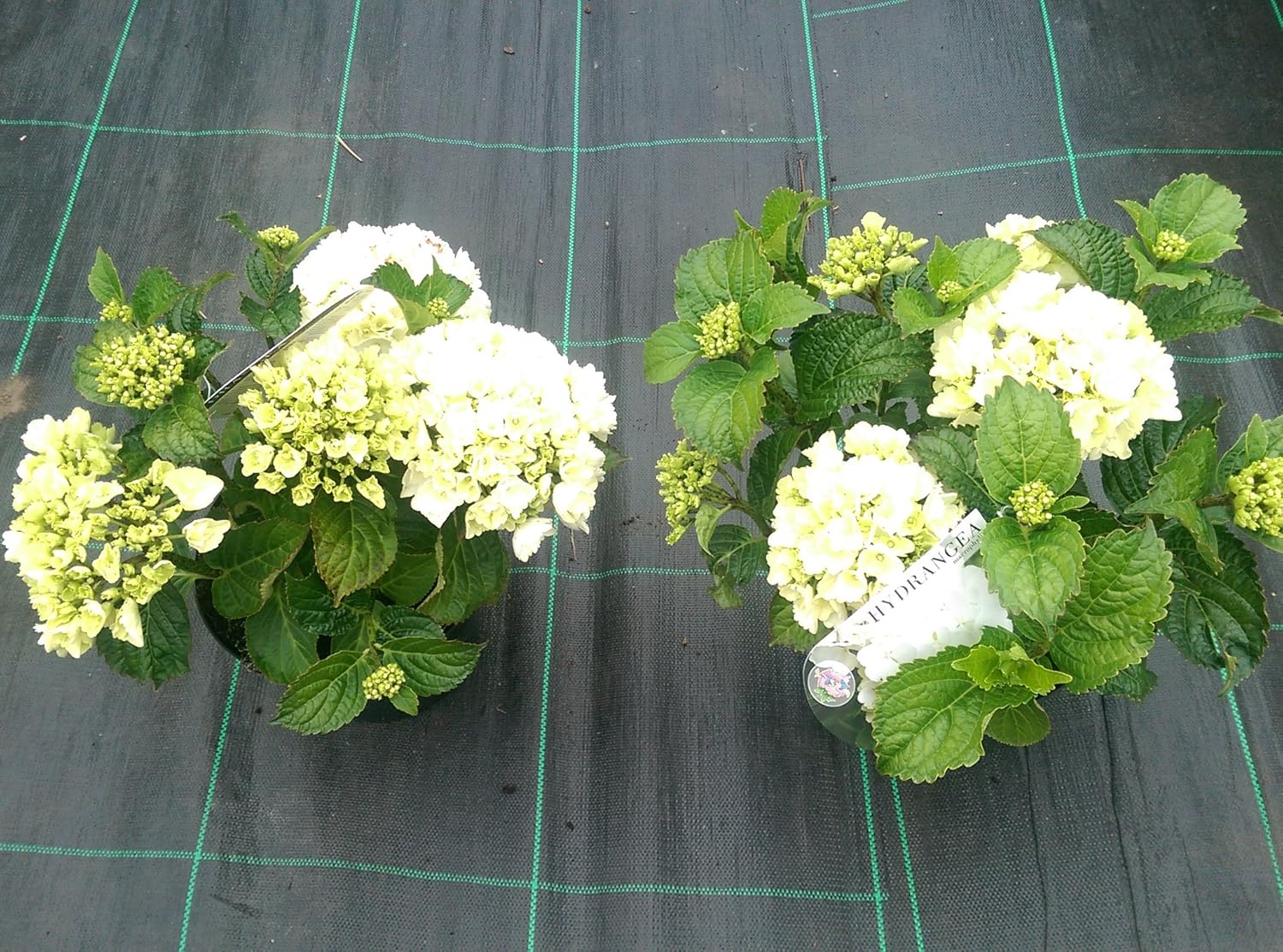 2 Large White Hydrangea Plants Established 5 litre plants ideal for