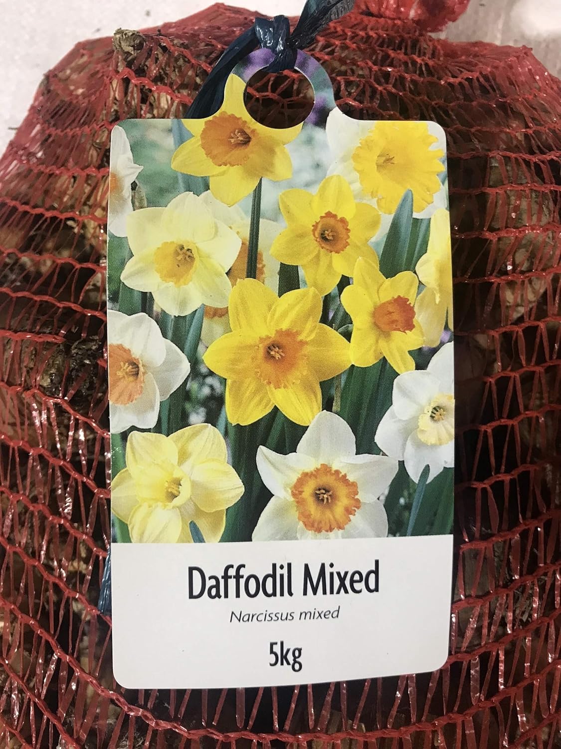 Spring Daffodil Mixed Bulbs Narcissus Mix 5KG Sack Spring Flowering