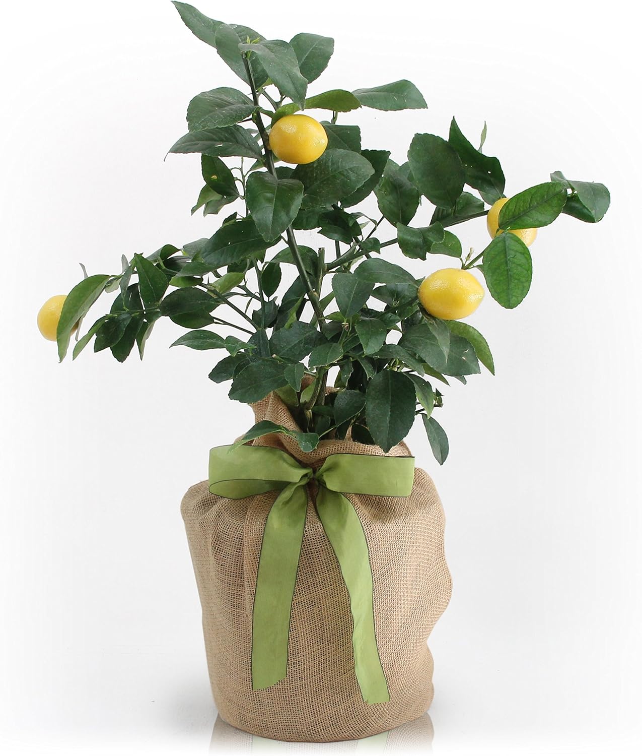 Sympathy Meyer Lemon Gift Tree by The Magnolia Company - Bears Fruit in 1st Year, Dwarf Fruit Tree with Juicy Sweet Lemons, No Ship to TX, LA, AZ, and CA
