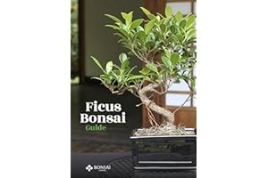 Ficus Bonsai Guide