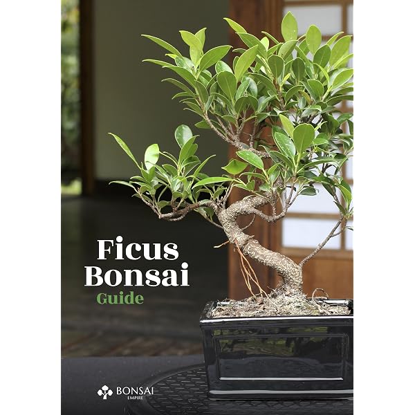 Juniper Bonsai Guide - Kindle edition by Empire, Bonsai, Jonker, O..  Crafts, Hobbies & Home Kindle eBooks @ Amazon.com.